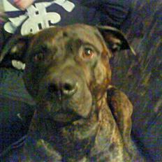 Amerikansk staffordshire terrier nicko