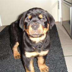 Rottweiler Tyson