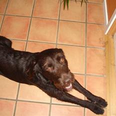 Blanding af racer König