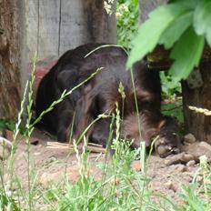 Blanding af racer König