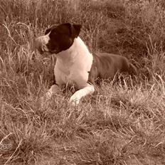 Amerikansk staffordshire terrier Baby