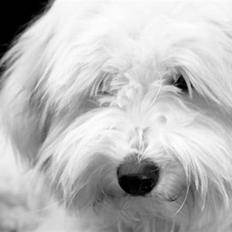 Coton de tulear Alfred