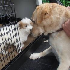 Coton de tulear Alfred