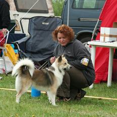 Islandsk fårehund Blidur