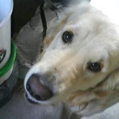 Golden retriever Peka's Rasmus :D