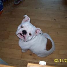 Engelsk bulldog luci