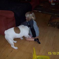 Engelsk bulldog luci