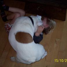 Engelsk bulldog luci