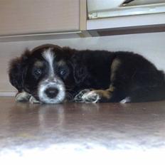 Blanding af racer Trolle *død*