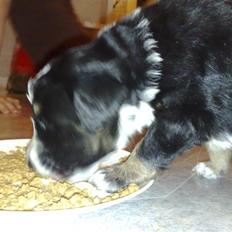 Blanding af racer Trolle *død*