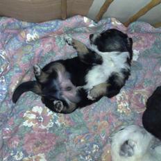 Blanding af racer Trolle *død*