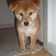 Shiba Silas