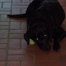 Blanding af racer Siggi