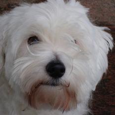 Coton de tulear Spooky (Falkon's Cosmo)