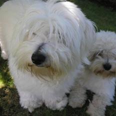 Coton de tulear Spooky (Falkon's Cosmo)