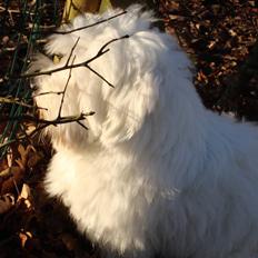 Coton de tulear Spooky (Falkon's Cosmo)