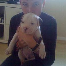 Amerikansk bulldog Topp Magic Manse R.I.P 