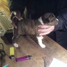 Basenji CarmenLita (fuji)