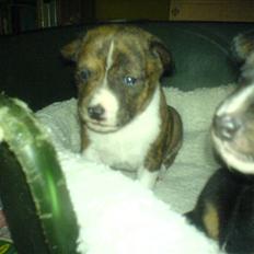 Basenji CarmenLita (fuji)