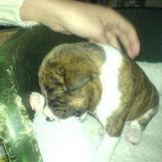 Basenji CarmenLita (fuji)