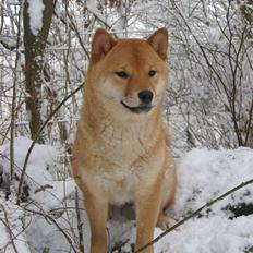 Shiba Nidhøg´s Innmai-Itayji