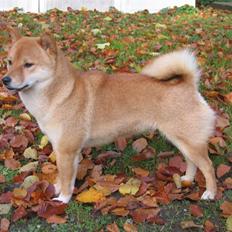 Shiba Nidhøg´s Innmai-Itayji