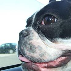 Fransk bulldog Fiona