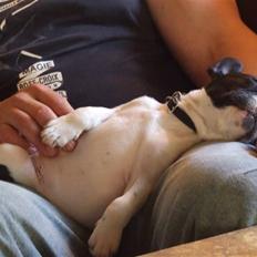 Fransk bulldog Fiona