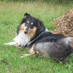 Collie langhåret Kenzo