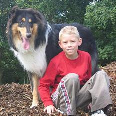 Collie langhåret Kenzo