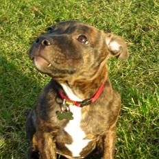 Staffordshire bull terrier LIVA