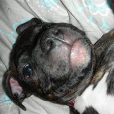 Staffordshire bull terrier LIVA