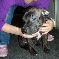 Staffordshire bull terrier LIVA