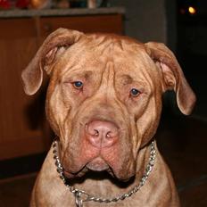 Blanding af racer Achina & Pablo