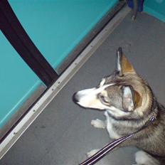 Siberian husky Nadine