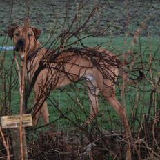 Blanding af racer Achina & Pablo