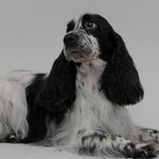 Cocker spaniel Tiah