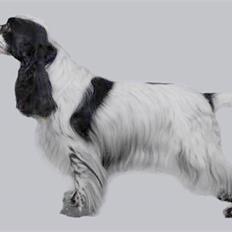 Cocker spaniel Tiah