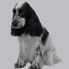 Cocker spaniel Tiah