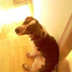 Welsh springer spaniel Simba