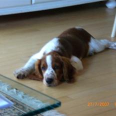 Welsh springer spaniel Simba