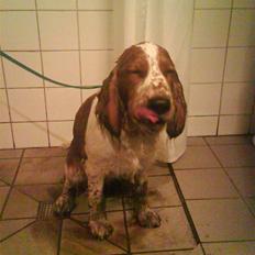 Welsh springer spaniel Simba