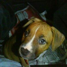 Amerikansk staffordshire terrier Dixie