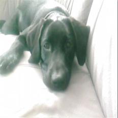 Labrador retriever (Formel 1) Futte