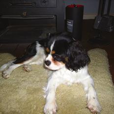 Cavalier king charles spaniel Bell