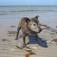 Staffordshire bull terrier Bringle Queen Arto  