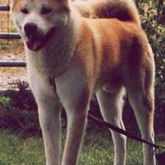 Akita inu Akkan of Tsuyoi Kuma Ken