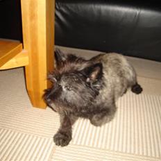 Cairn terrier Buller