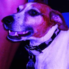 Blanding af racer Plet