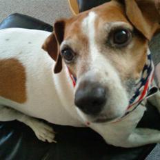 Blanding af racer Plet